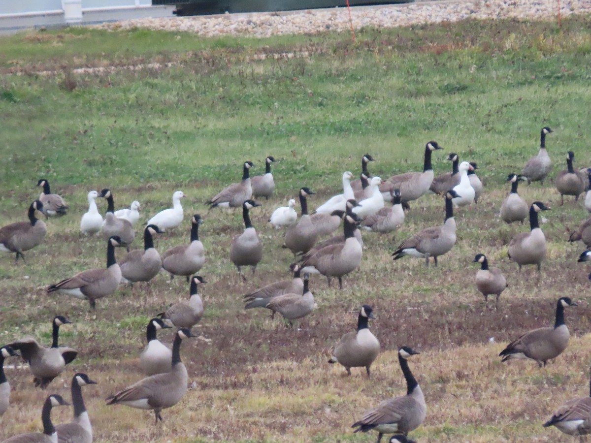 Ross's Goose - ML626686431
