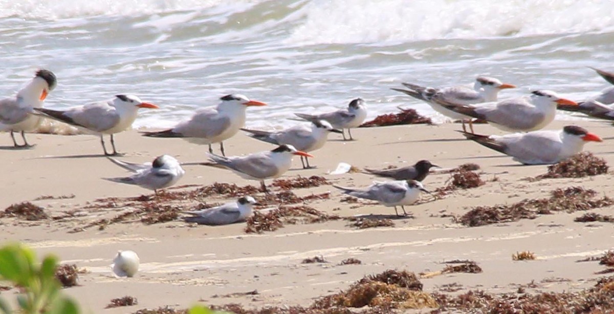 Elegant Tern - ML626686700