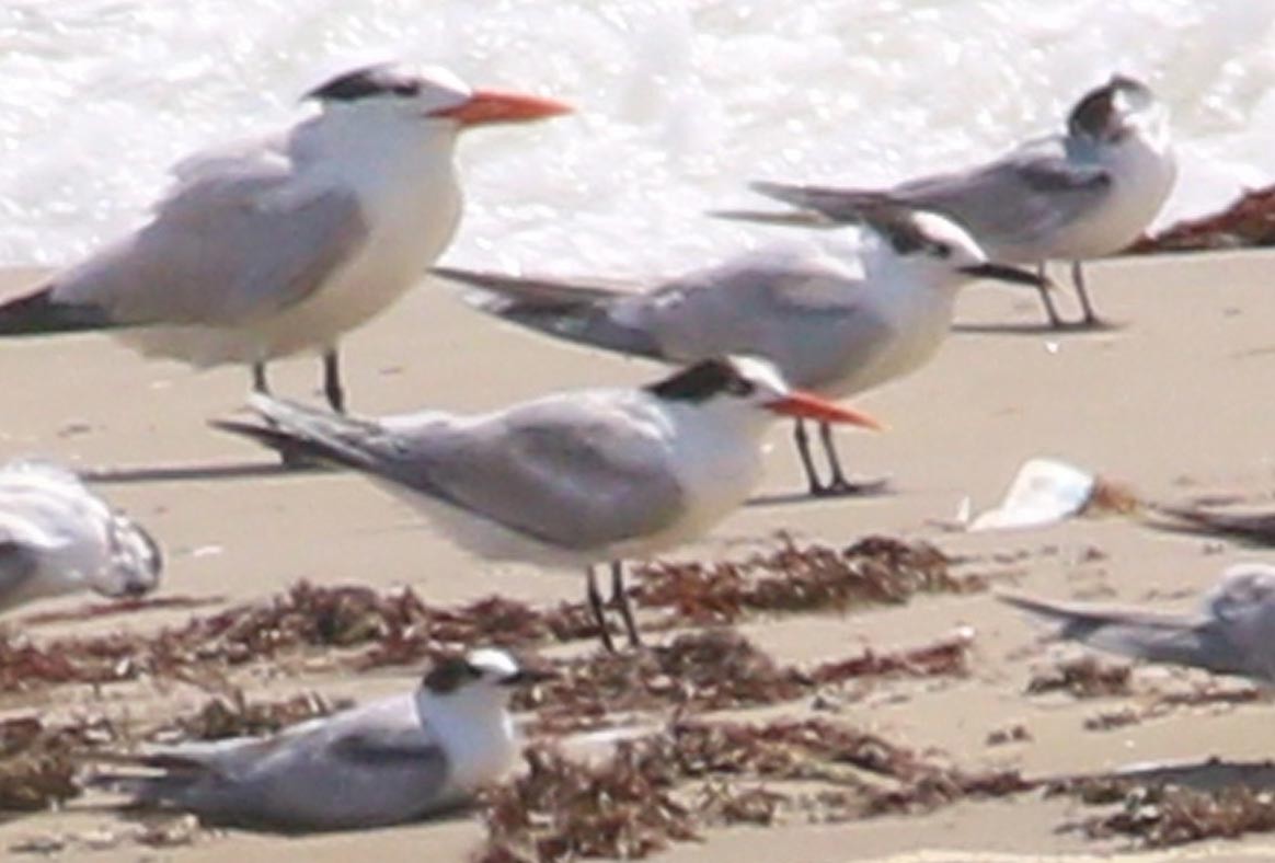 Elegant Tern - ML626686703