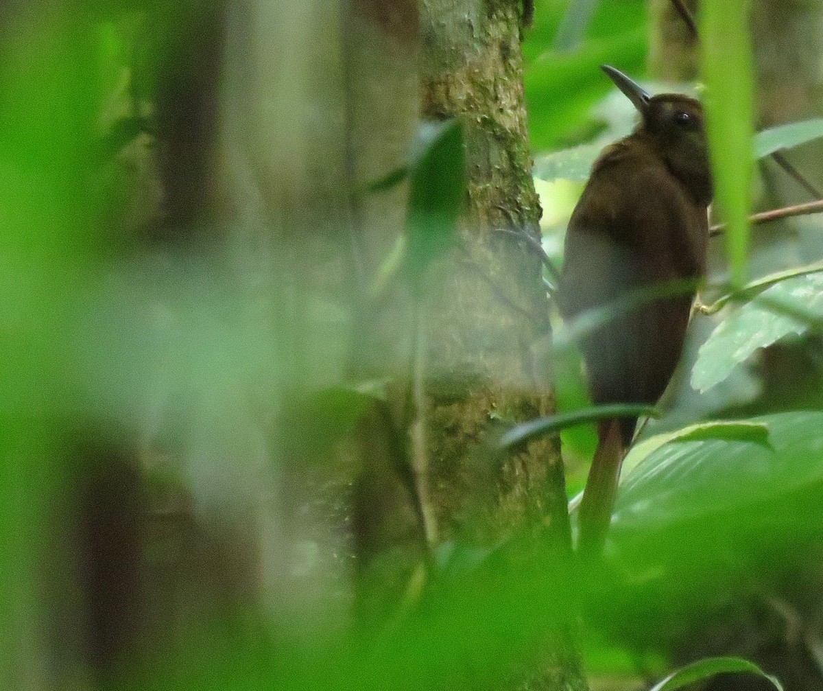 White-chinned Woodcreeper - ML626686737