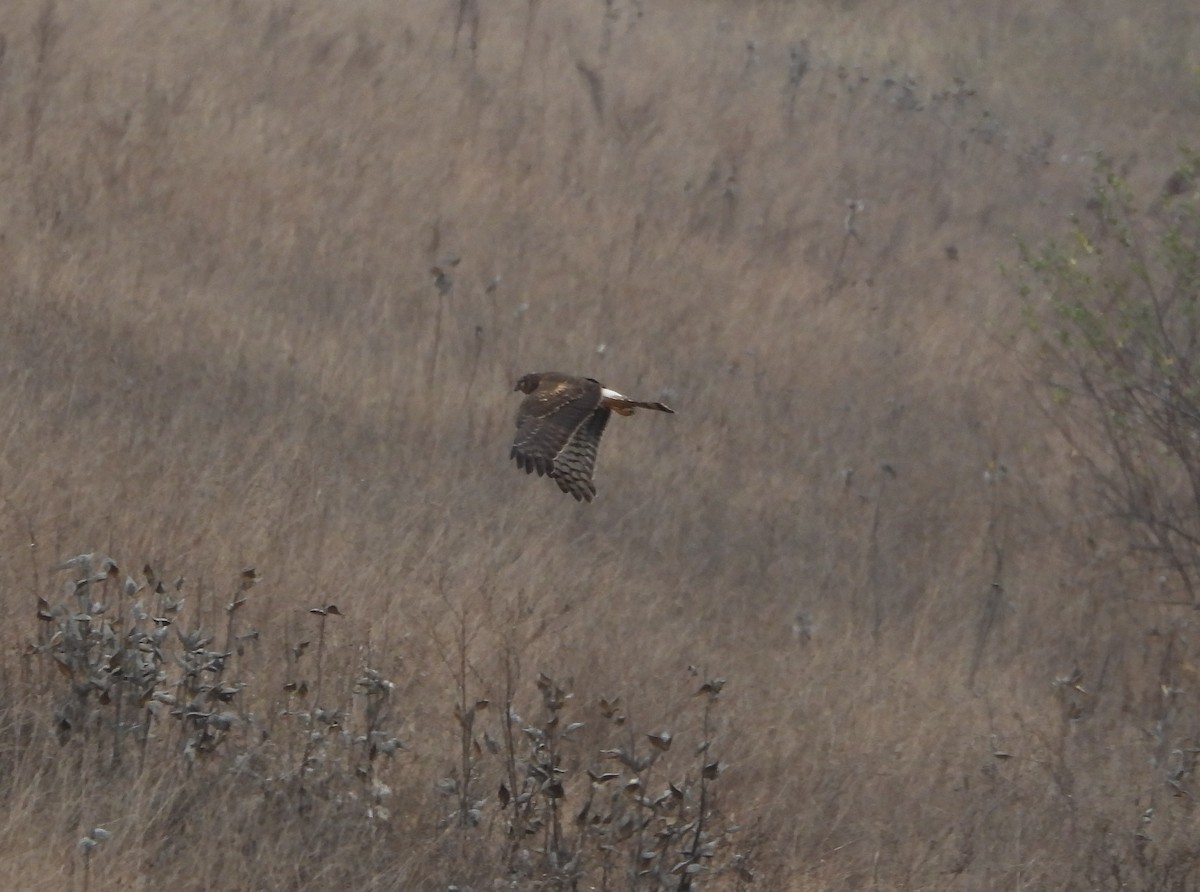 Northern Harrier - ML626686784