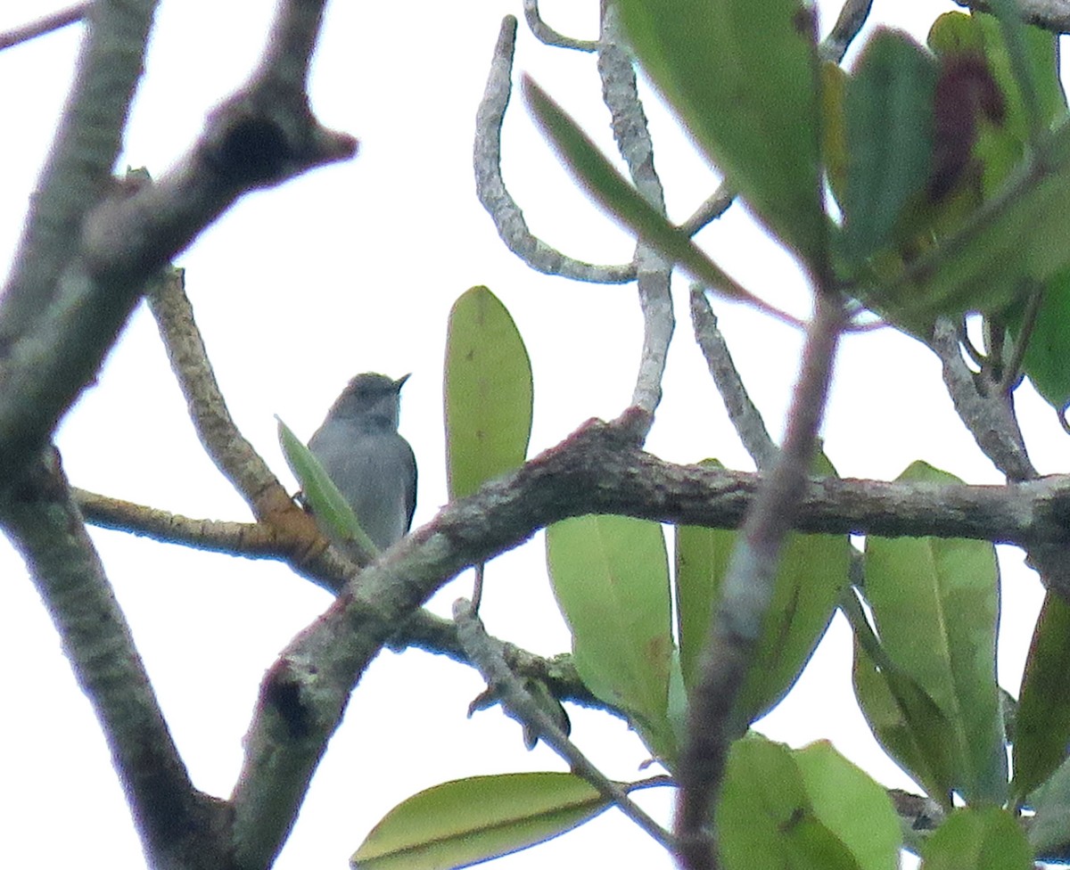 Rio Negro Gnatcatcher - ML626686929