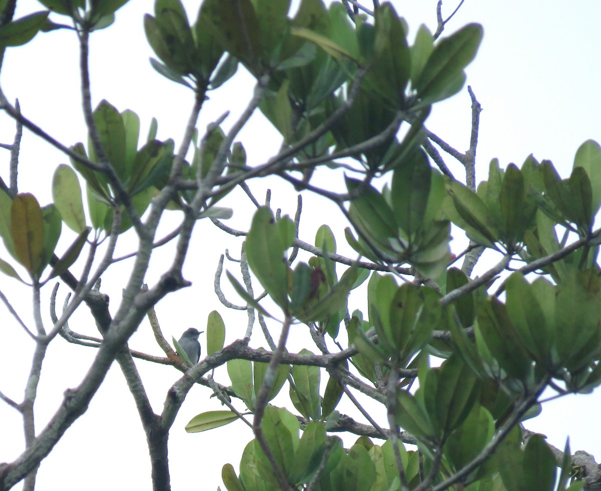 Rio Negro Gnatcatcher - ML626686931