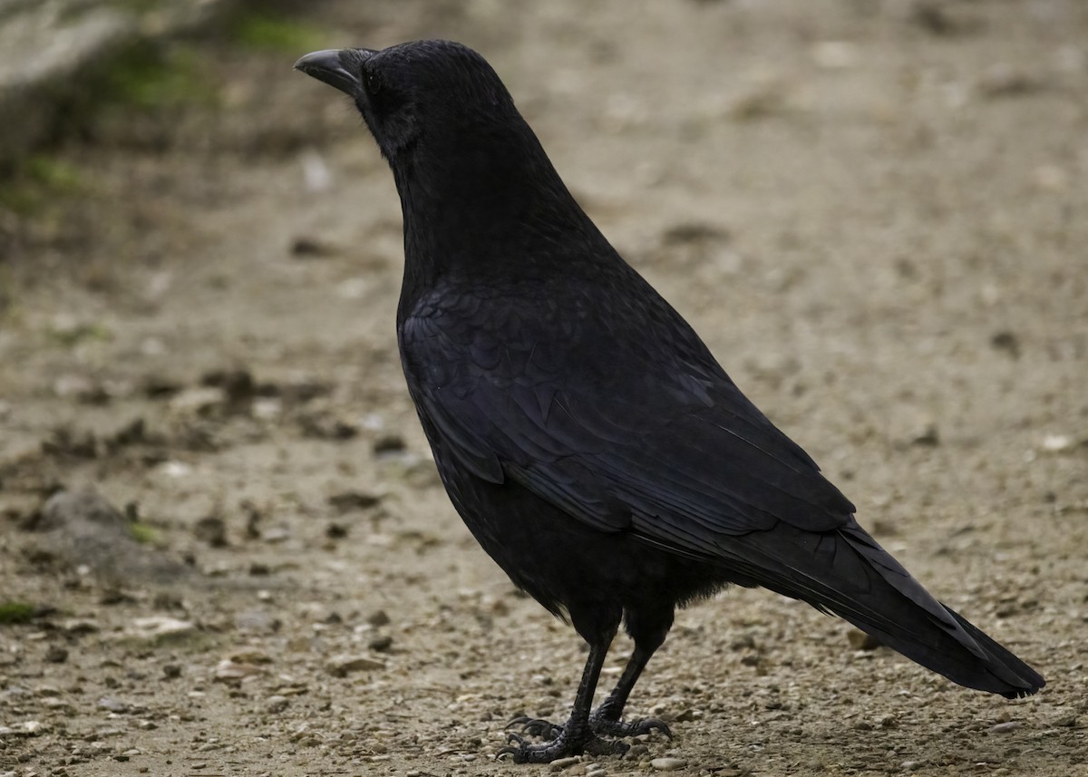 Carrion Crow - ML626686991