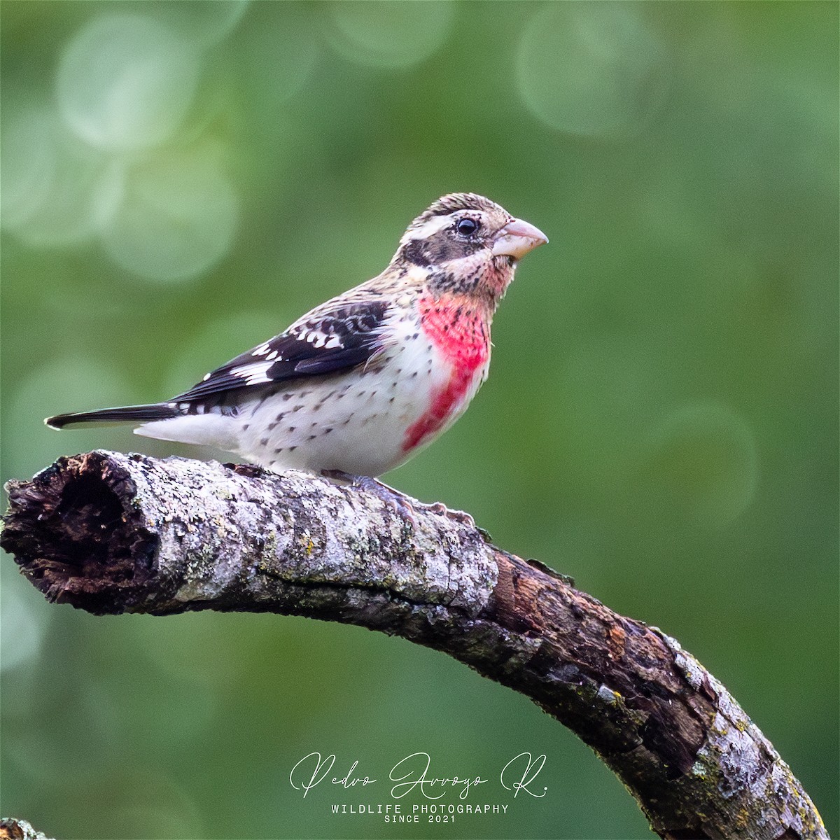 Rose-breasted Grosbeak - ML626687017