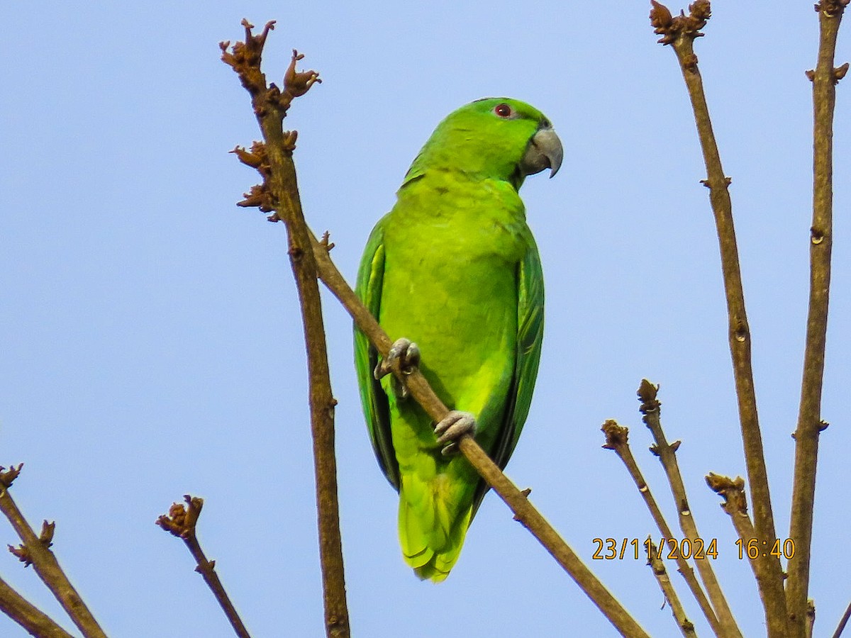 Short-tailed Parrot - ML626687106