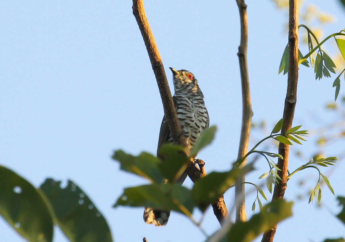 Little Bronze-Cuckoo (Banda) - ML626687180