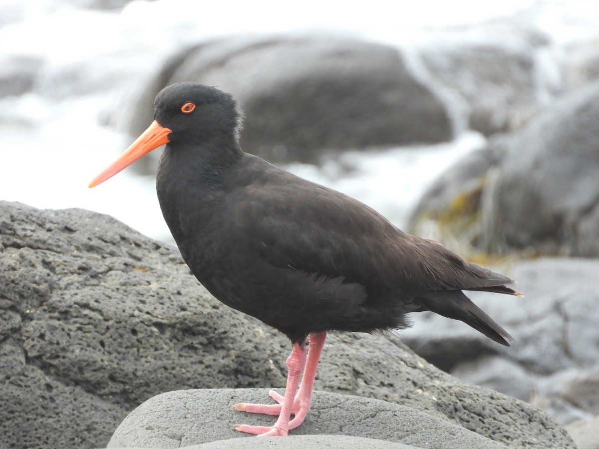 Sooty Oystercatcher - ML626687183