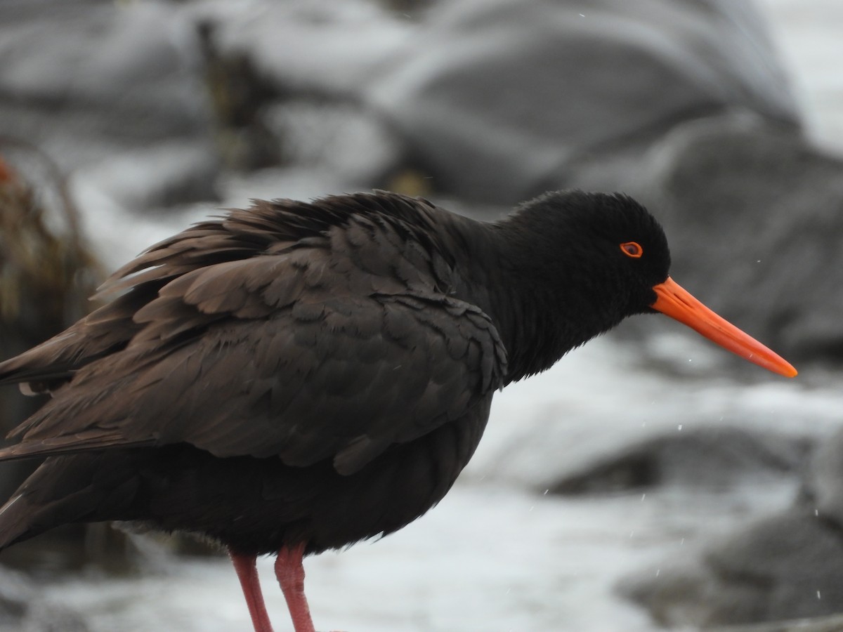 Sooty Oystercatcher - ML626687233