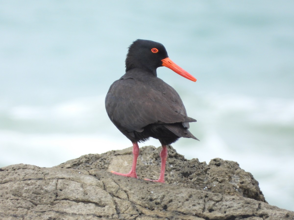 Sooty Oystercatcher - ML626687308