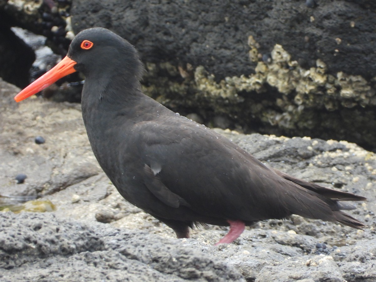 Sooty Oystercatcher - ML626687357