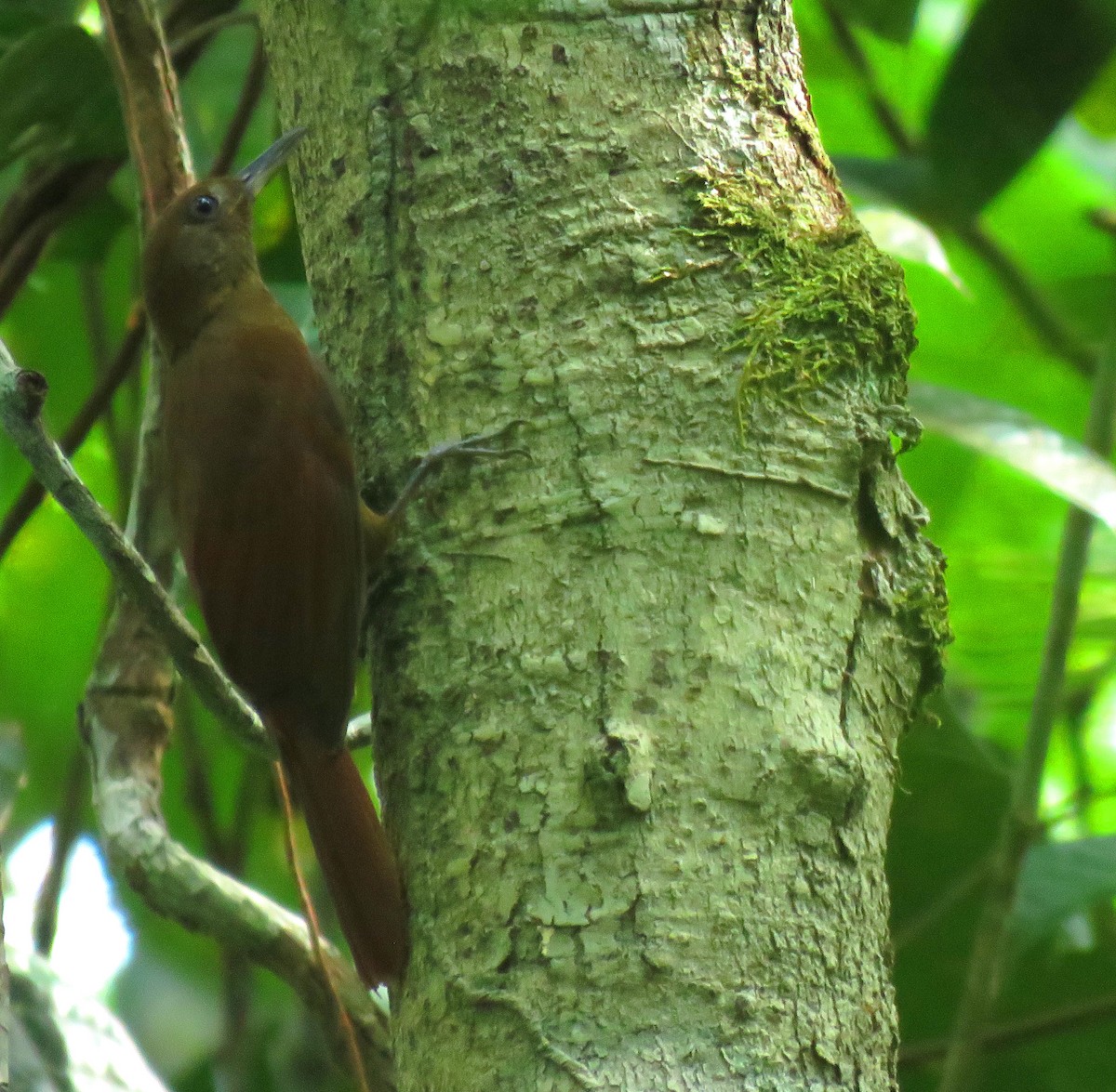 White-chinned Woodcreeper - ML626687358