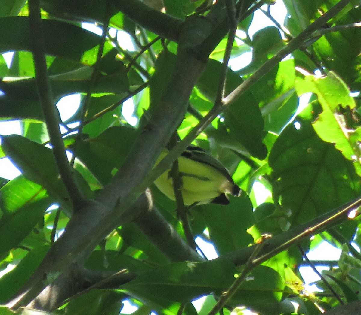 Yellow-throated Antwren - ML626687453