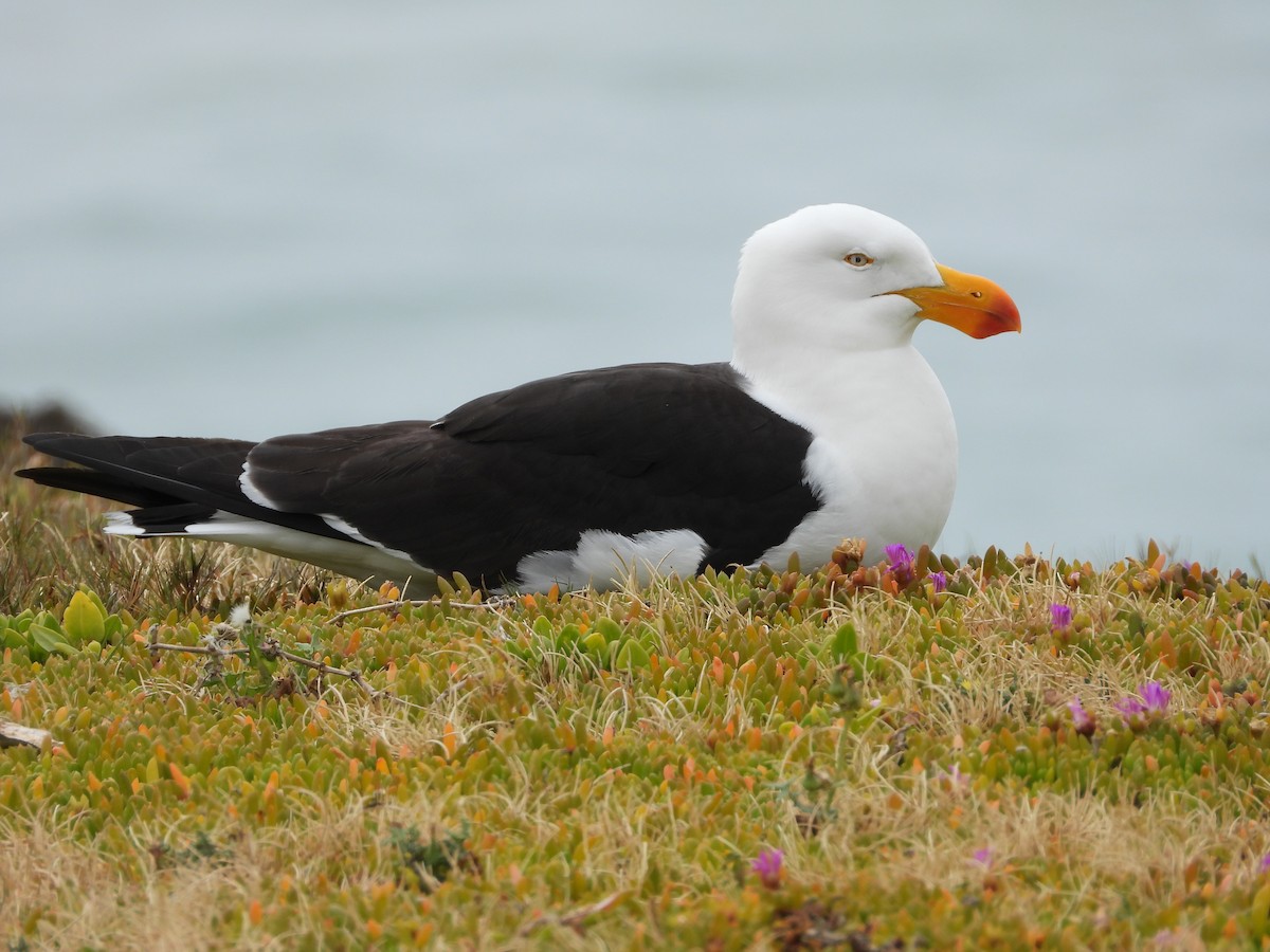 Pacific Gull - ML626687621