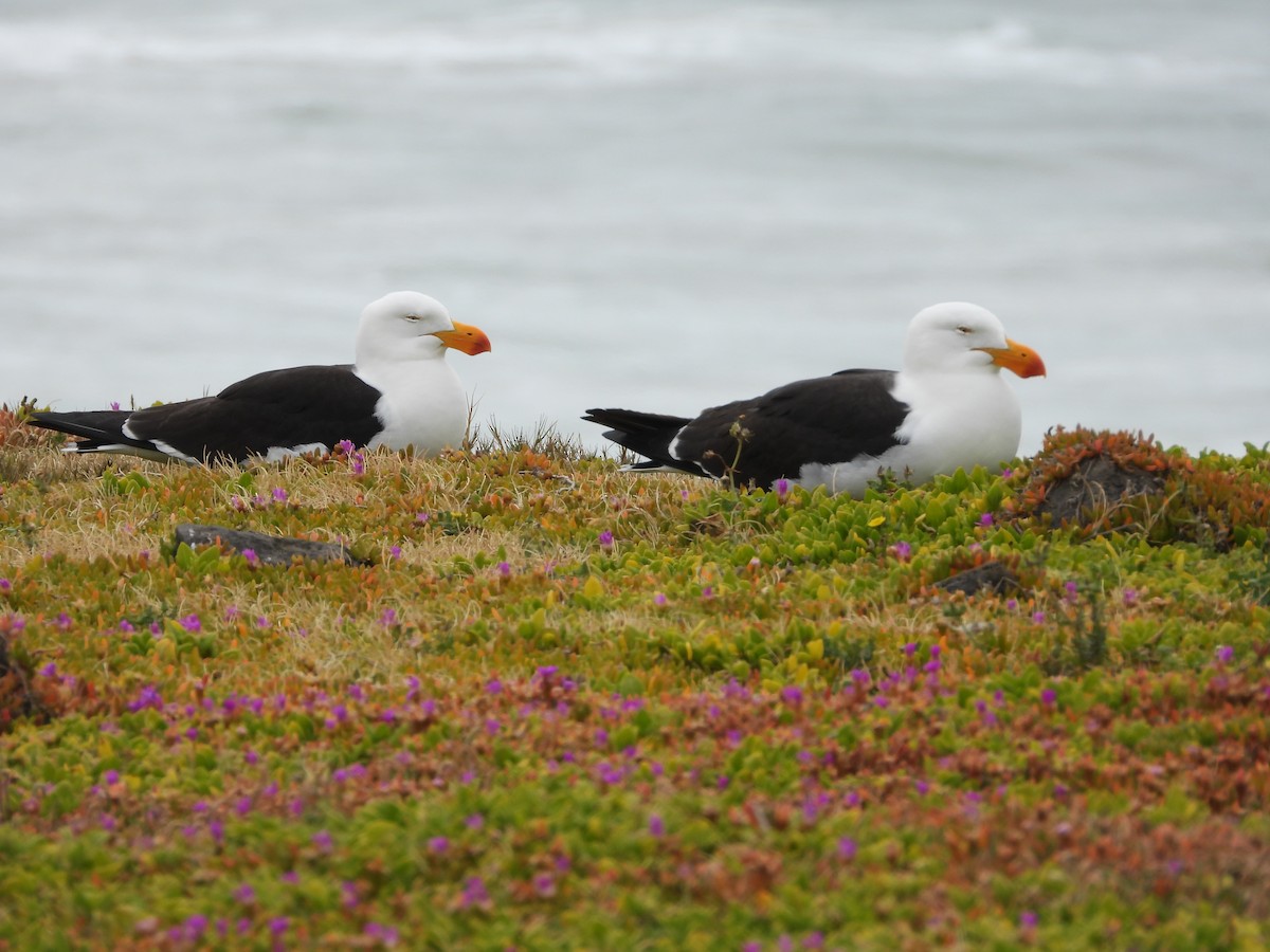 Pacific Gull - ML626687668