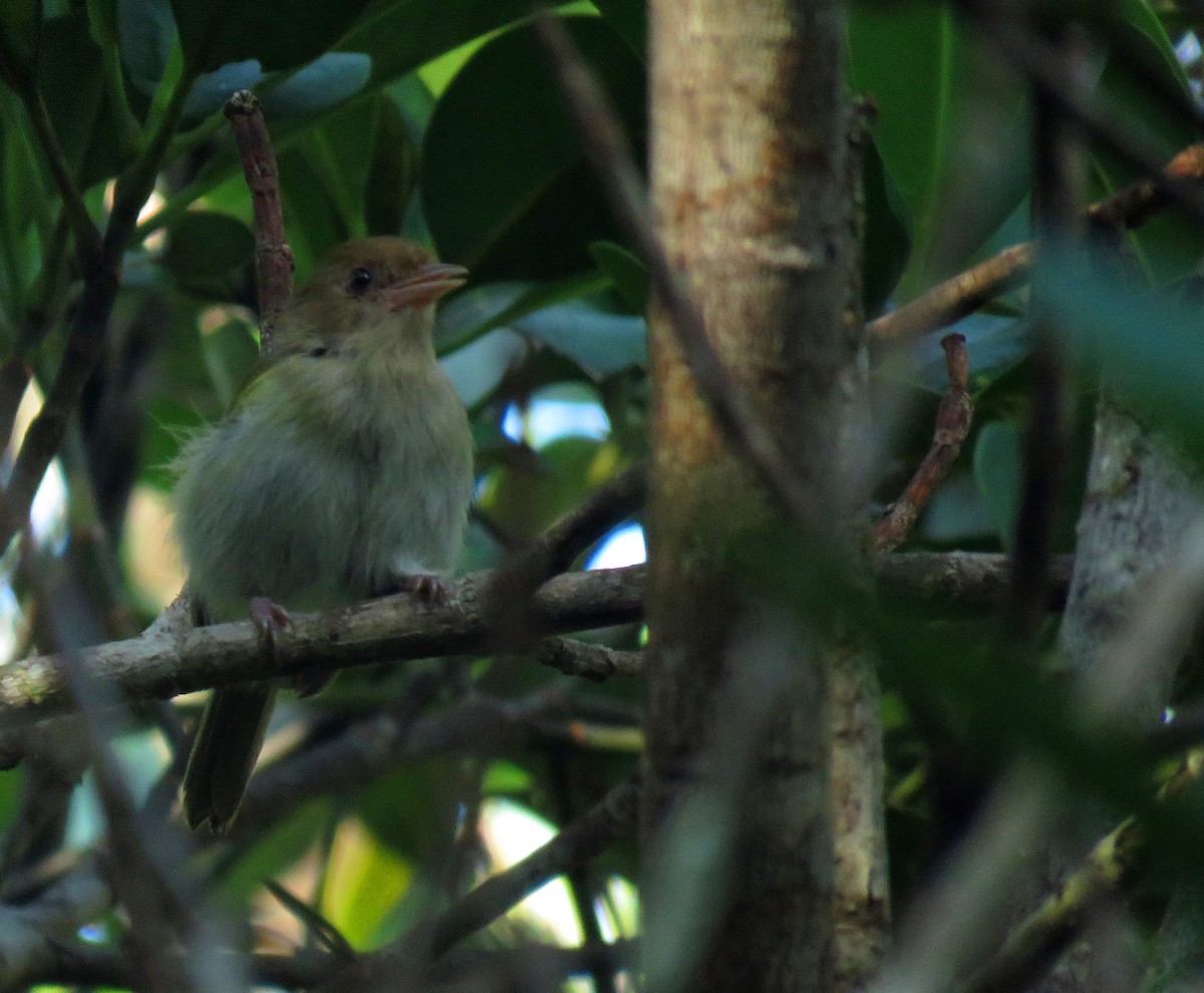 Brown-headed Greenlet - ML626687749