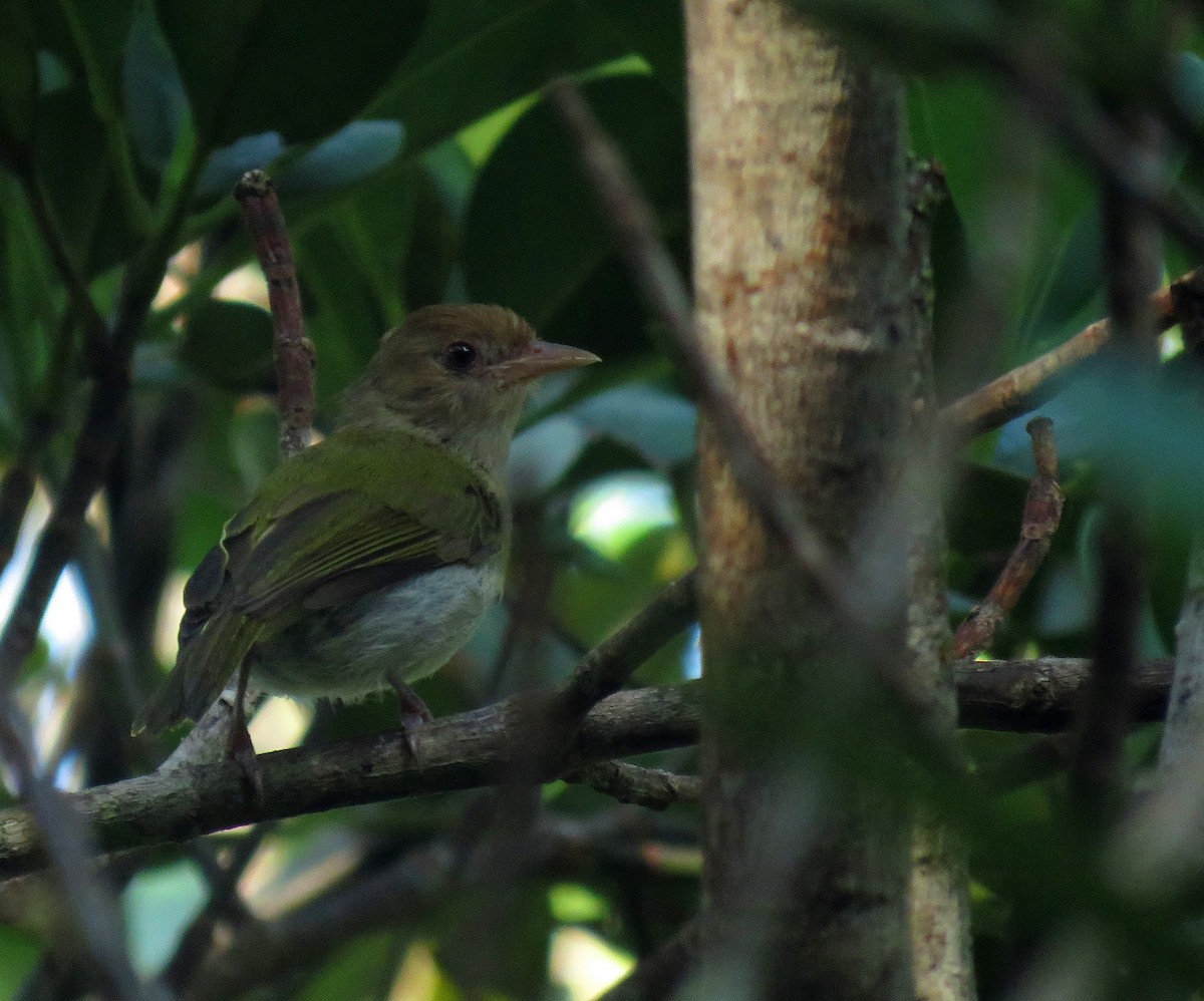 Brown-headed Greenlet - ML626687750