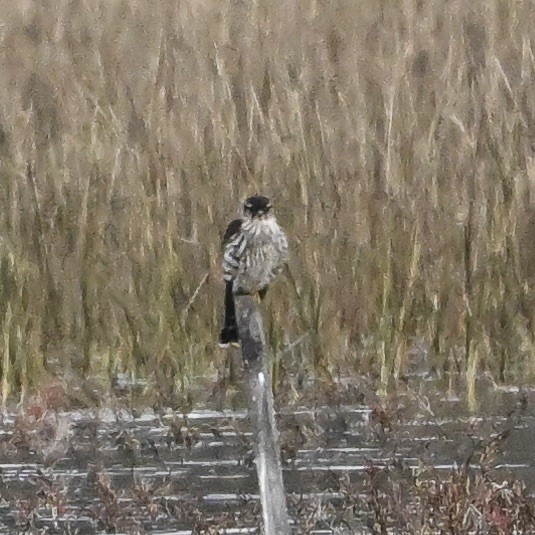 Merlin - ML626687758