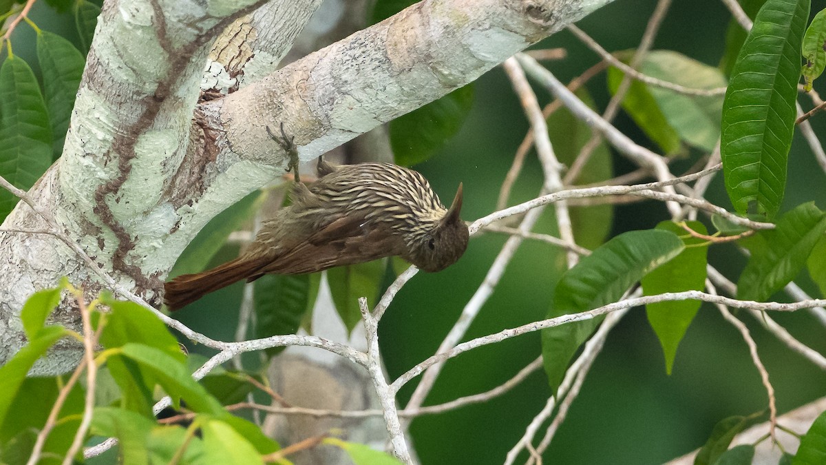 Dusky-capped Woodcreeper - ML626687774