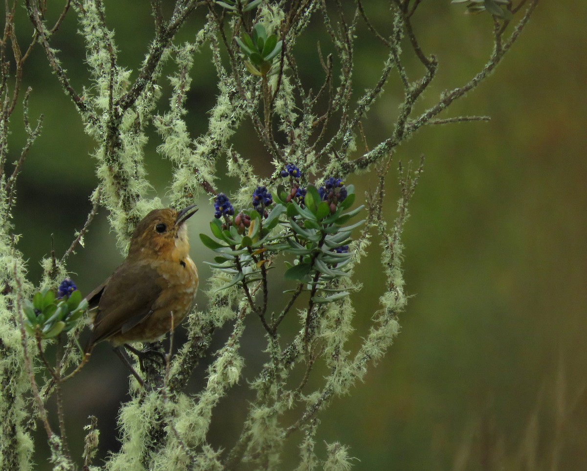 Boyaca Antpitta - ML626687849