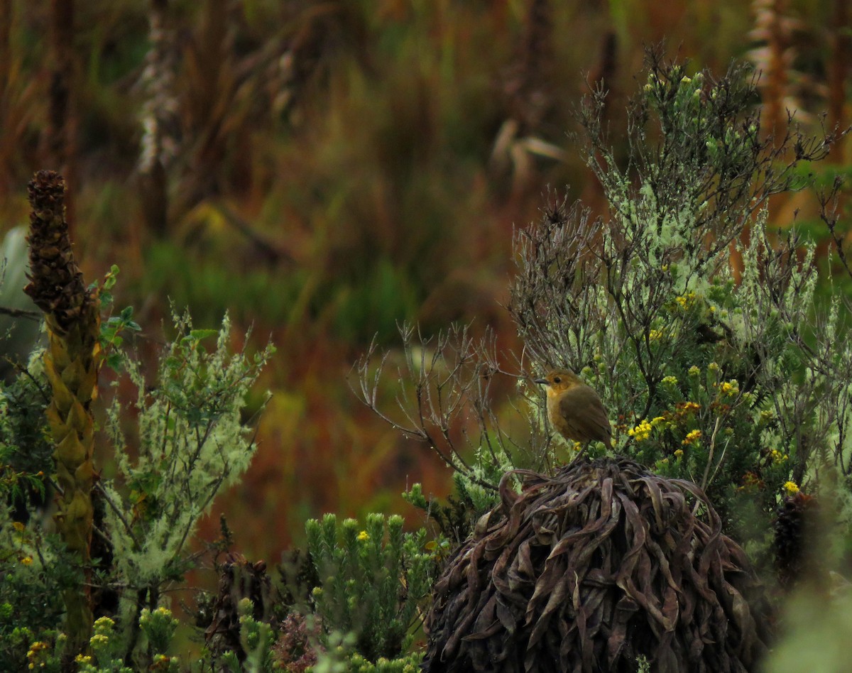 Boyaca Antpitta - ML626687850