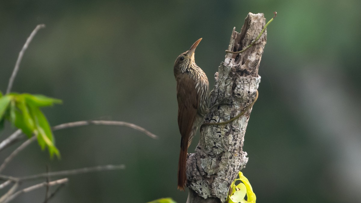 Dusky-capped Woodcreeper - ML626687903