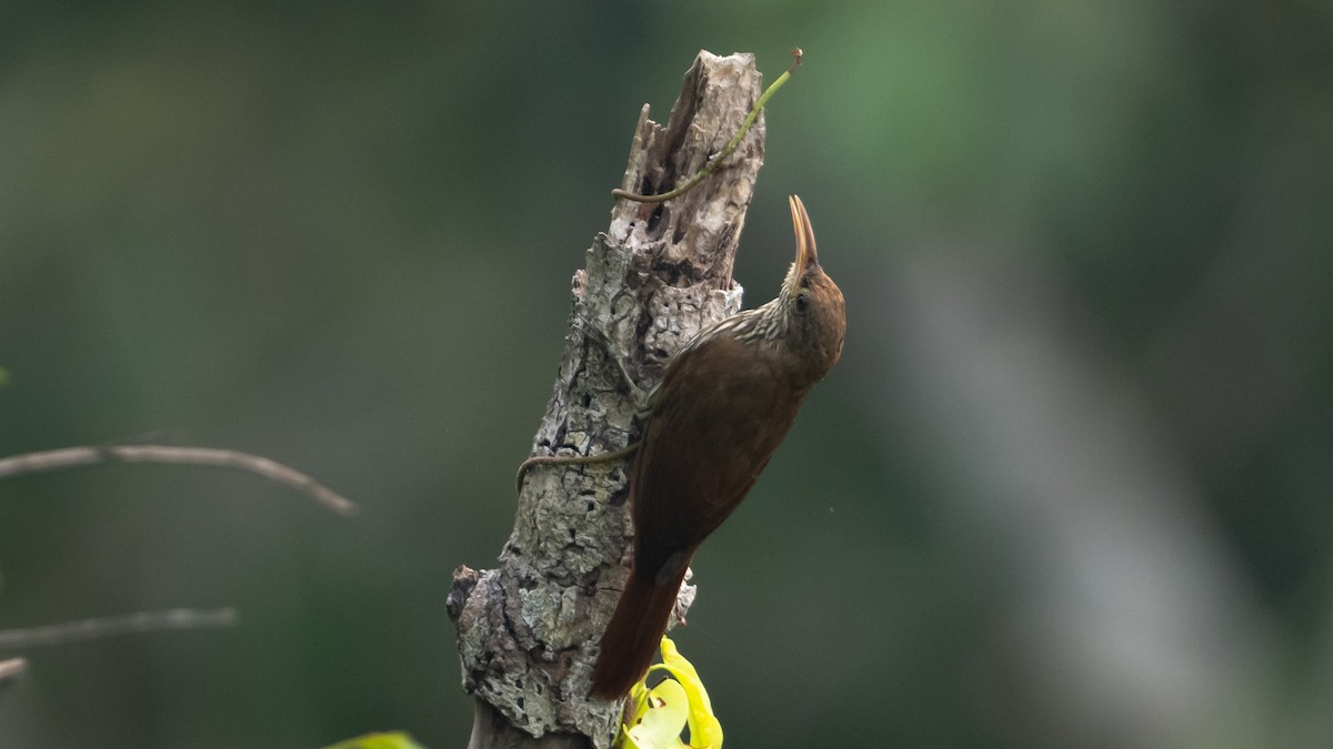 Dusky-capped Woodcreeper - ML626687904