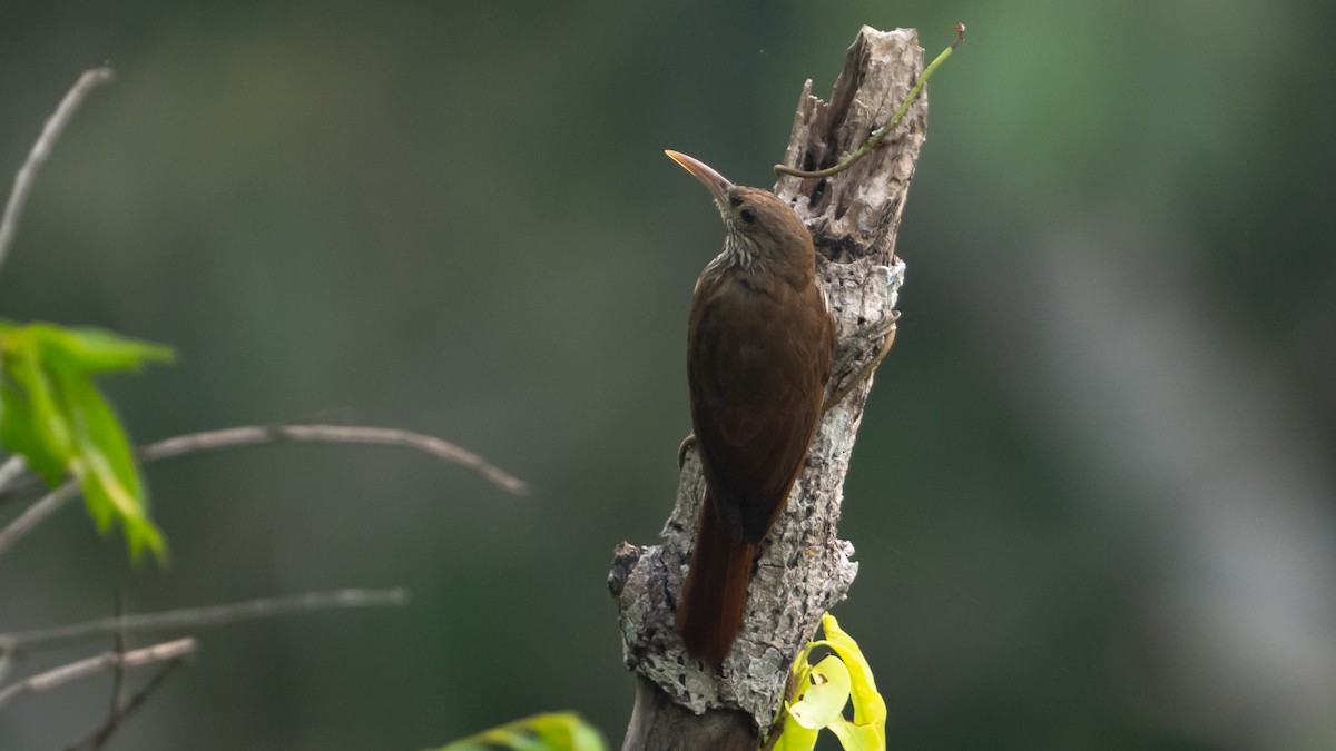 Dusky-capped Woodcreeper - ML626687905