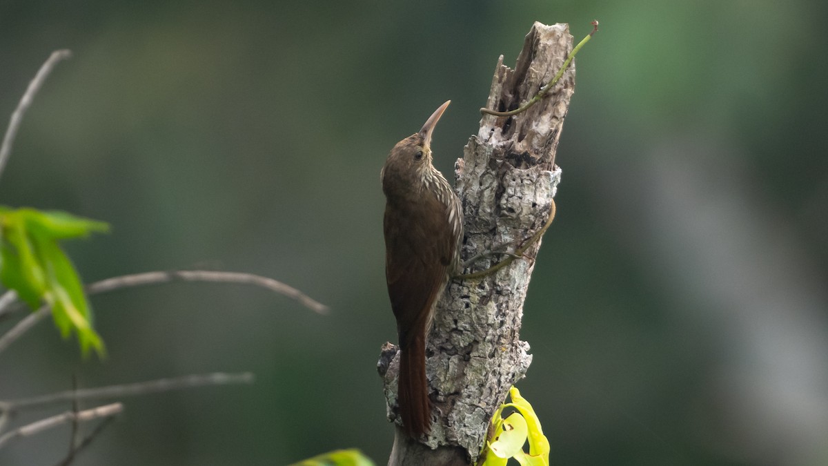 Dusky-capped Woodcreeper - ML626687906