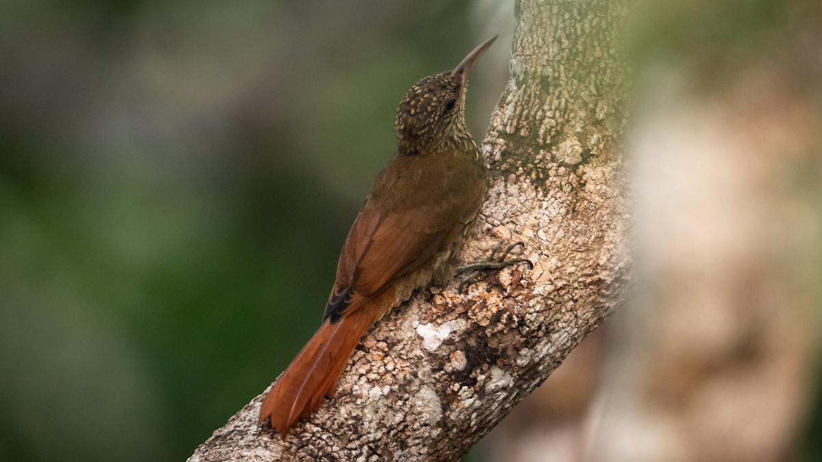 Dusky-capped Woodcreeper - ML626687907