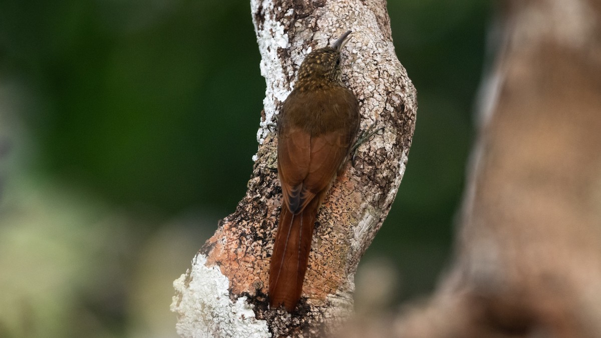 Dusky-capped Woodcreeper - ML626687908