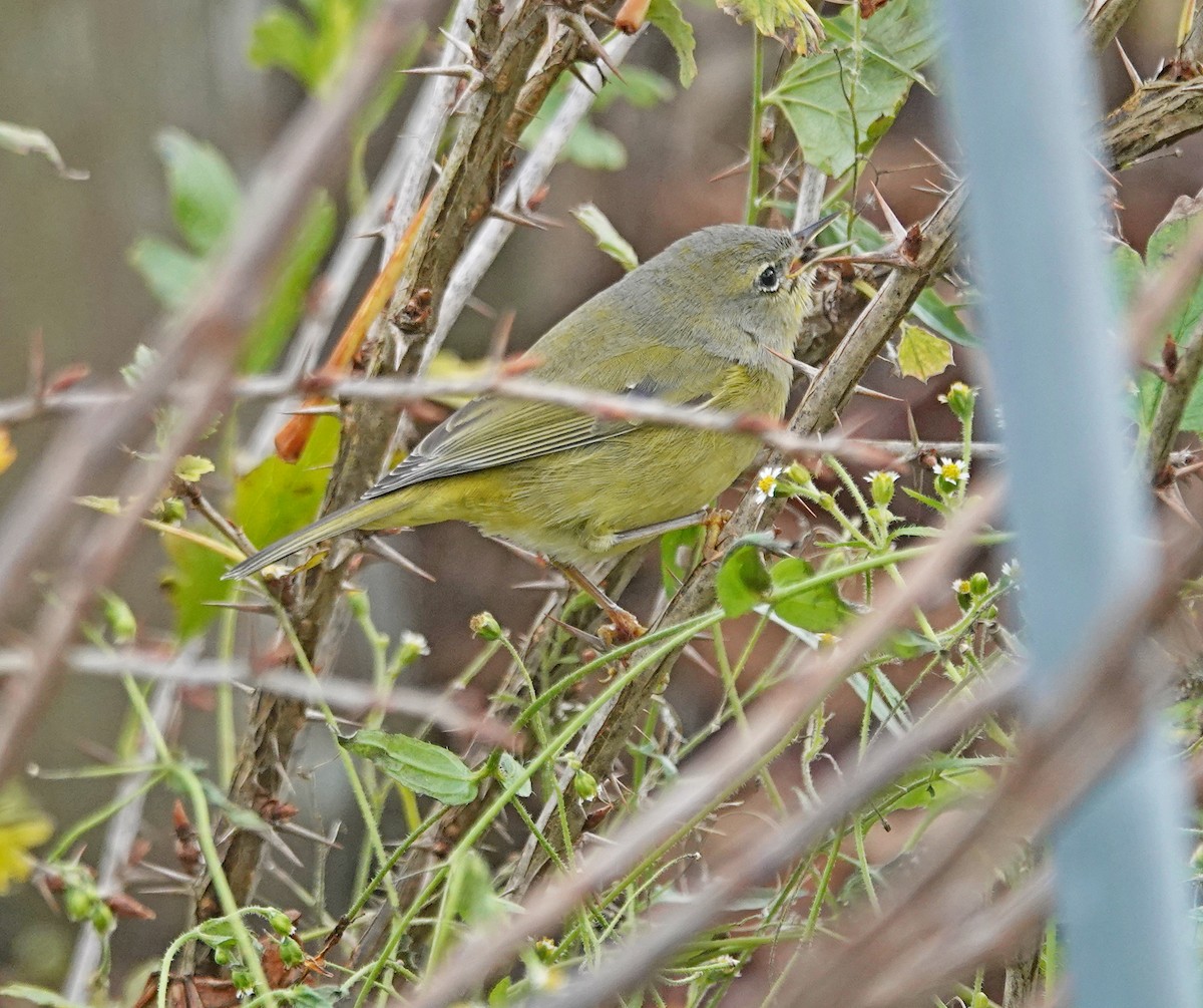 Orange-crowned Warbler - ML626688025