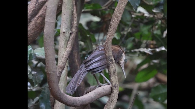 Large Scimitar-Babbler - ML626688038