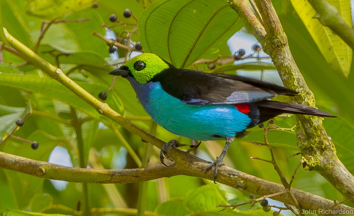 Paradise Tanager - ML626688040