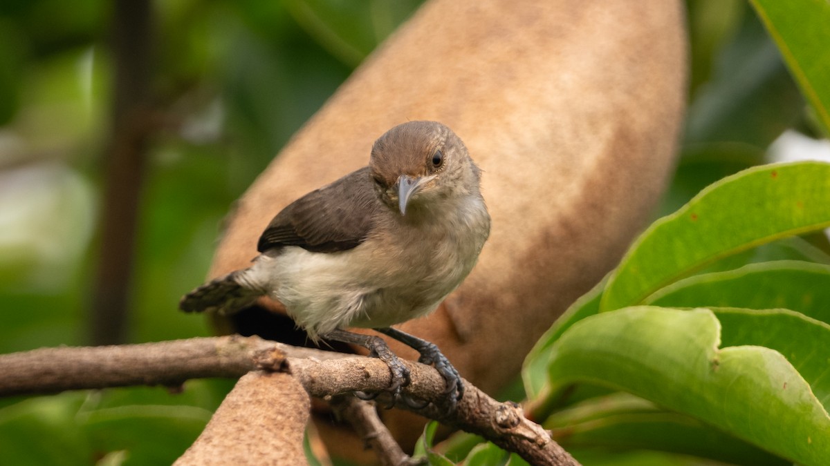 Tooth-billed Wren - ML626688207