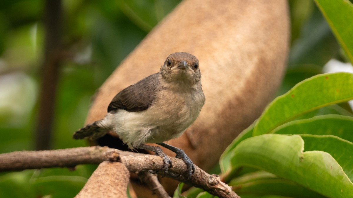 Tooth-billed Wren - ML626688208