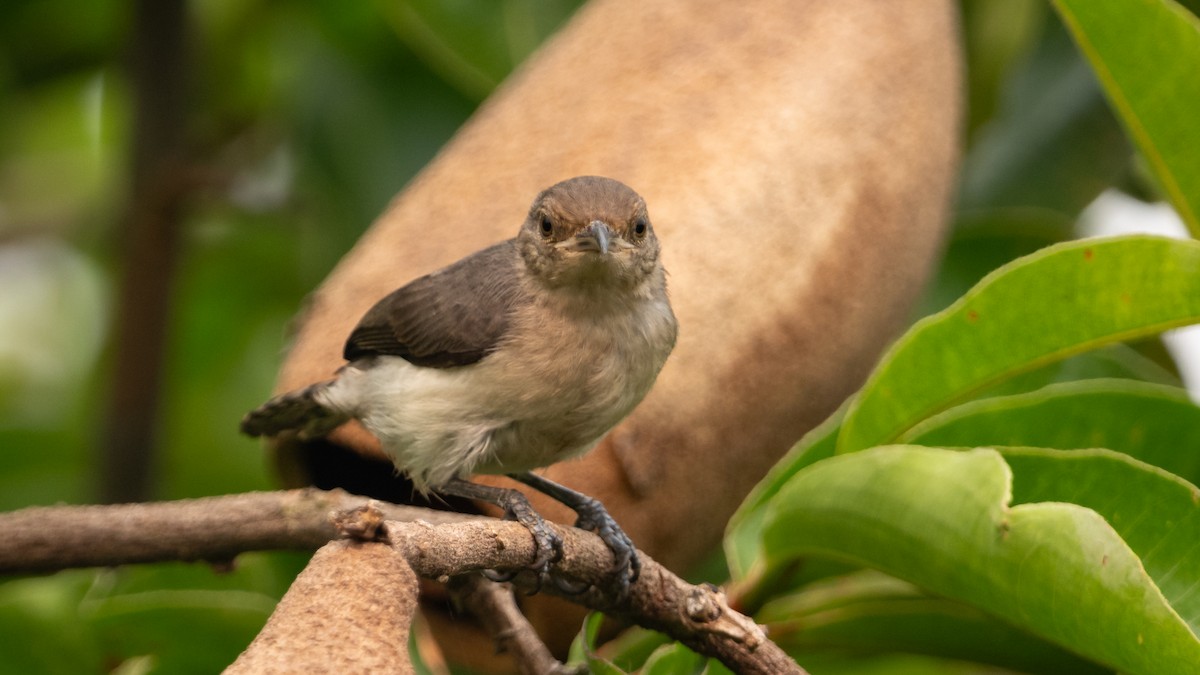 Tooth-billed Wren - ML626688209