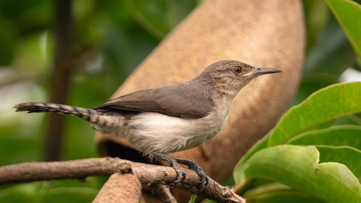 Tooth-billed Wren - ML626688210