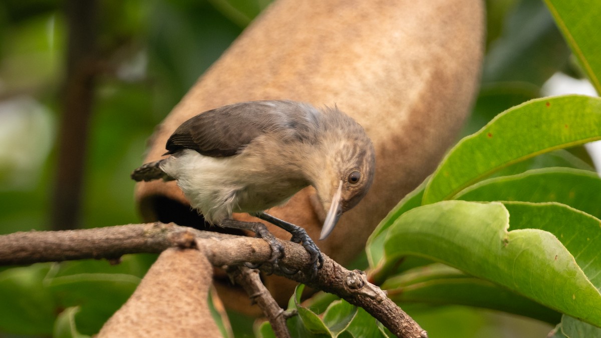 Tooth-billed Wren - ML626688211