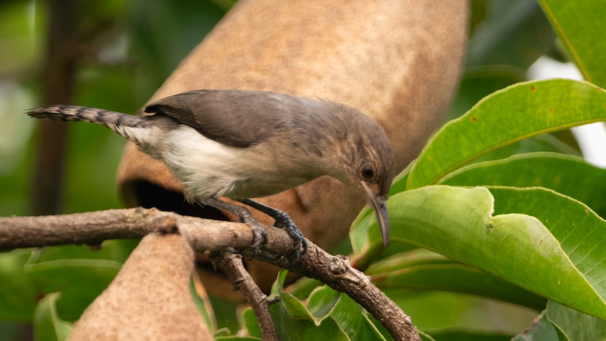 Tooth-billed Wren - ML626688212