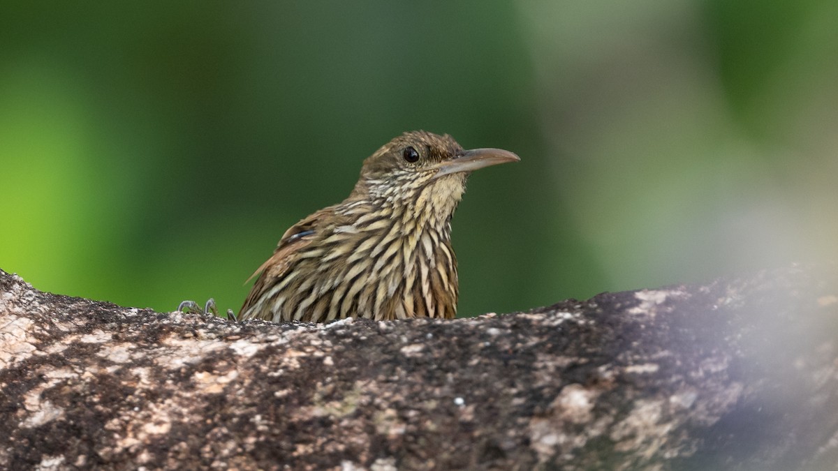 Dusky-capped Woodcreeper - ML626688256