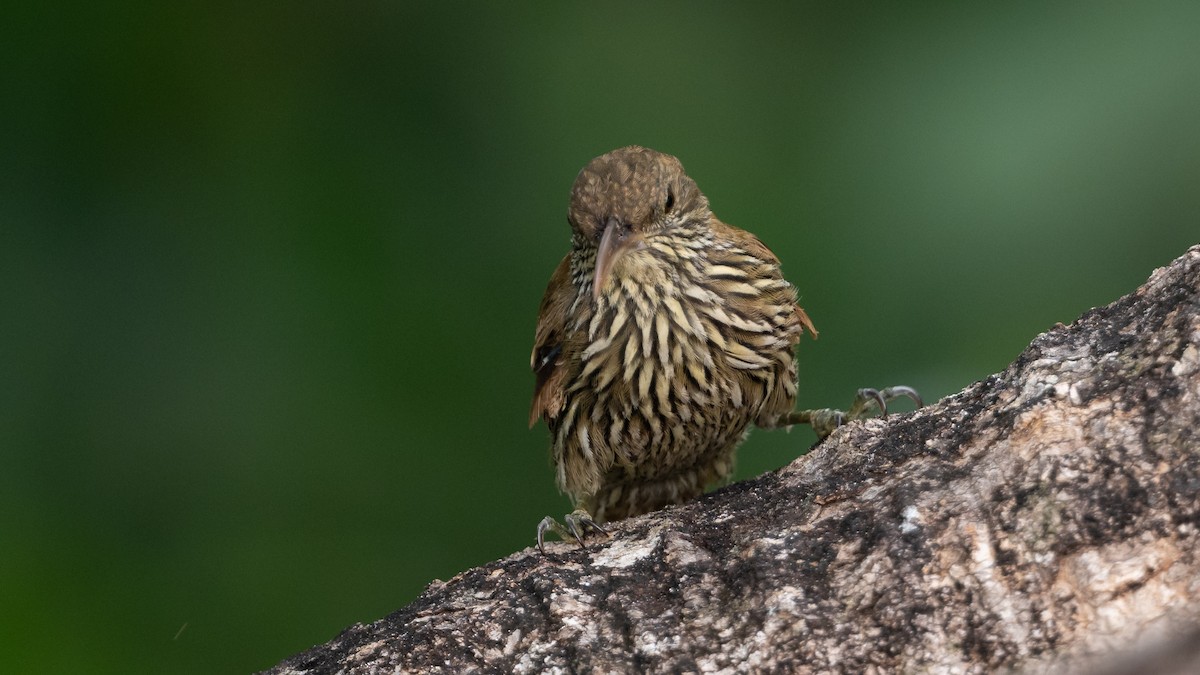 Dusky-capped Woodcreeper - ML626688257