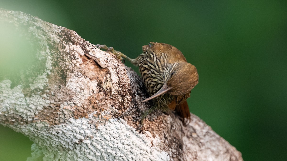 Dusky-capped Woodcreeper - ML626688258