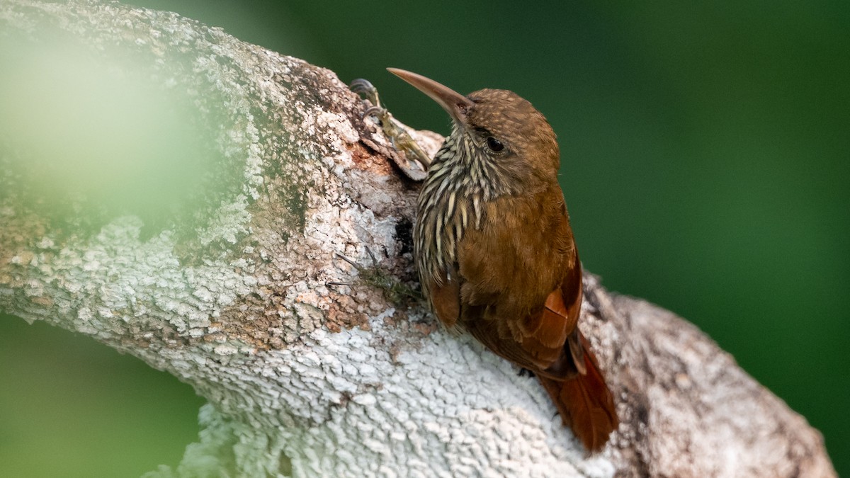 Dusky-capped Woodcreeper - ML626688259