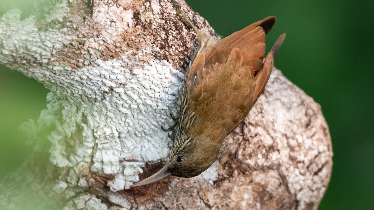 Dusky-capped Woodcreeper - ML626688260