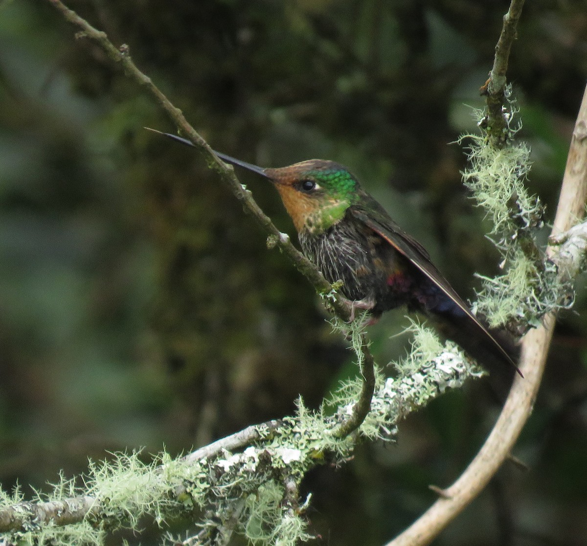 Blue-throated Starfrontlet - ML626688275