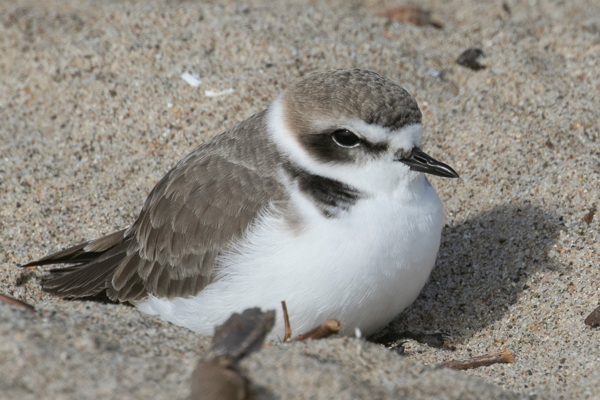 Snowy Plover - ML626688373