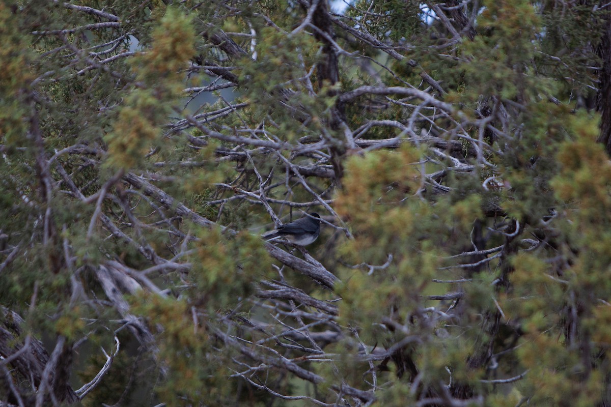 Dark-eyed Junco (Slate-colored) - ML626688711
