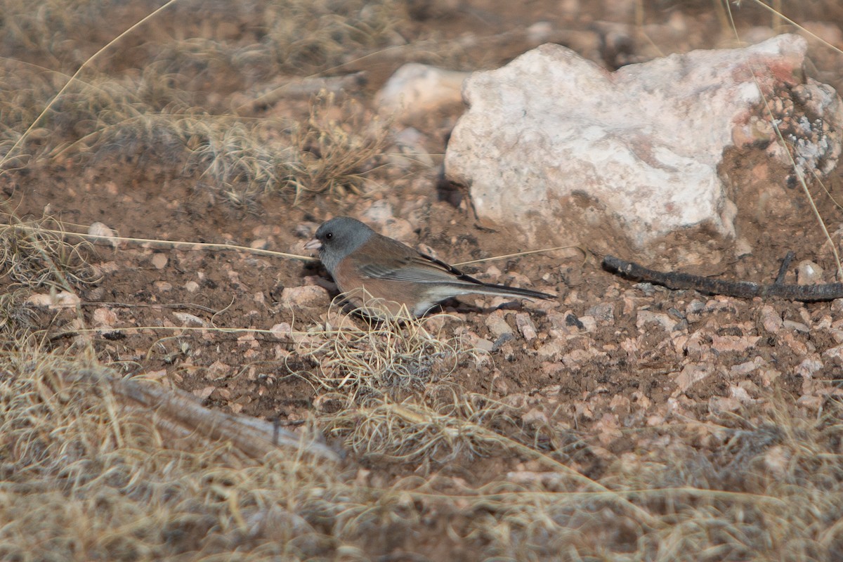 Dark-eyed Junco (Pink-sided) - ML626688715
