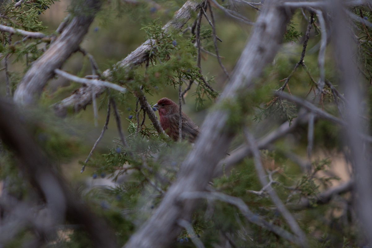 House Finch - ML626688729